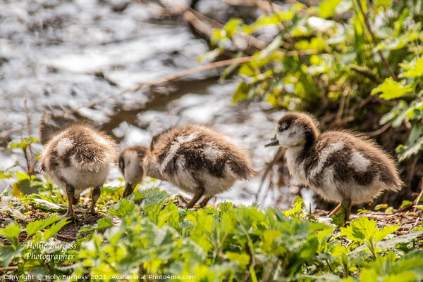 Egyptian Goslings on the bank of the river  Picture Board by Holly Burgess