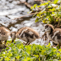 Buy canvas prints of Egyptian Goslings on the bank of the river  by Holly Burgess