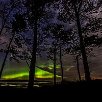 Buy canvas prints of Tree Aurora by D.APHOTOGRAPHY 