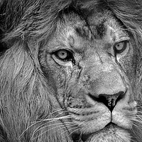 Buy canvas prints of Black & White Lion by Gary Cooper