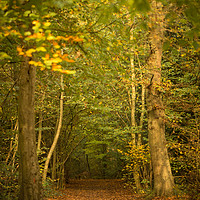 Buy canvas prints of Autumn Walks High Elms by Gary Cooper