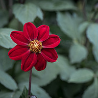 Buy canvas prints of Beautiful Zinnia Flower by Gary Cooper