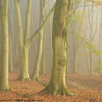 Buy canvas prints of Autumn Fog in Colton Wood by Bill Daniels