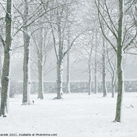 Buy canvas prints of Winter Trees  by Bill Daniels