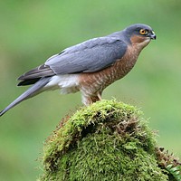 Buy canvas prints of Sparrowhawk  by Stephen Herrell