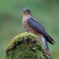 Buy canvas prints of Male Sparrowhawk  by Stephen Herrell