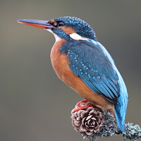 Buy canvas prints of Kingfisher perching  by Stephen Herrell