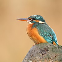 Buy canvas prints of Female Kingfisher  by Stephen Herrell