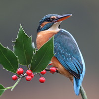 Buy canvas prints of Christmas kingfisher  by Stephen Herrell