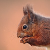 Buy canvas prints of Red Squirrel  by Stephen Herrell
