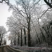 Buy canvas prints of Winter Lane by Gav Argent
