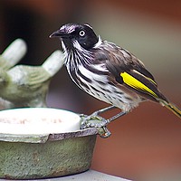 Buy canvas prints of Honey Eater by Danny Cannon