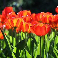 Buy canvas prints of Morning light on the tulips by Danny Cannon