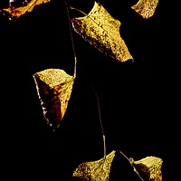 Buy canvas prints of Golden leaves by Jonathan Tallon