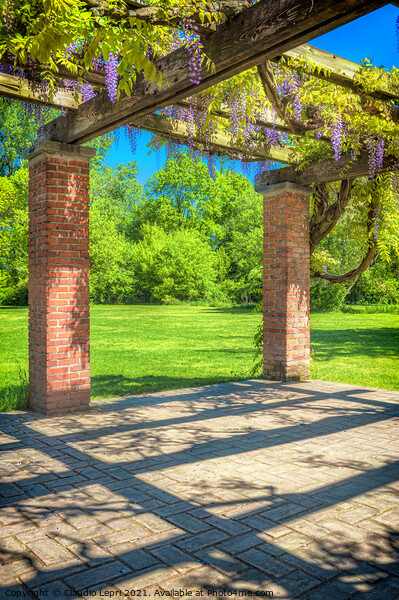 Under arbour of wisteria #2 Picture Board by Claudio Lepri