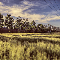 Buy canvas prints of City wheatfield by Claudio Lepri