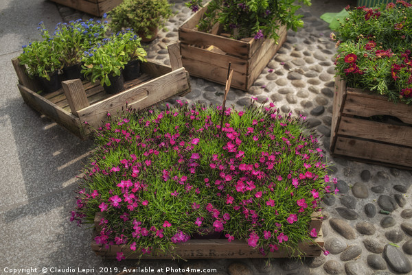 Naviglio in Fiore #5 Picture Board by Claudio Lepri