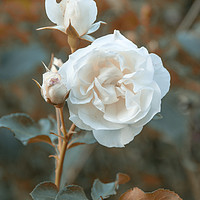 Buy canvas prints of White roses on orange background by Claudio Lepri
