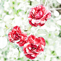 Buy canvas prints of Dappled red roses by Claudio Lepri