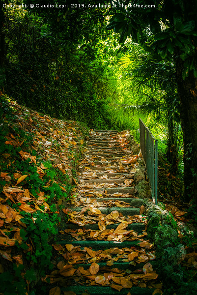 Nature Hill. Steps on golden leaves. Picture Board by Claudio Lepri