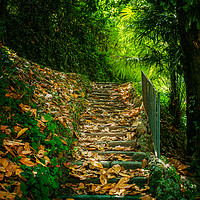 Buy canvas prints of Nature Hill. Steps on golden leaves. by Claudio Lepri