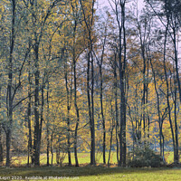 Buy canvas prints of Autumnal plant tree screen by Claudio Lepri