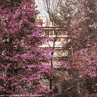 Buy canvas prints of Imaginative picture with pink foliage and straight lines by Claudio Lepri