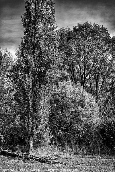 Group portrait of trees in black and white Picture Board by Claudio Lepri