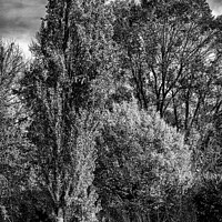 Buy canvas prints of Group portrait of trees in black and white by Claudio Lepri