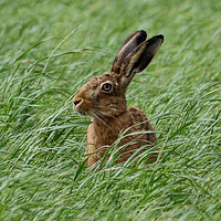 Buy canvas prints of Inquisitive Hare by Miles Watt