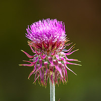 Buy canvas prints of Thistle In The Sun by Miles Watt
