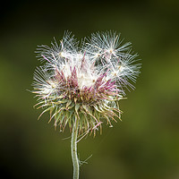 Buy canvas prints of Gone To Seed by Miles Watt