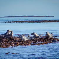 Buy canvas prints of Farne Island Seals by Miles Watt
