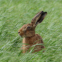 Buy canvas prints of Inquisitive Hare Landscape by Miles Watt