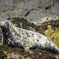 Buy canvas prints of Seal on Watch by Miles Watt