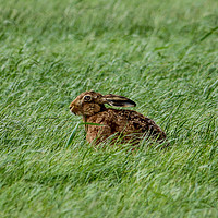 Buy canvas prints of Brown Hare in the Grass by Miles Watt