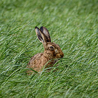 Buy canvas prints of Inquisitive Hare - Is This My Best Side? by Miles Watt
