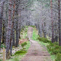 Buy canvas prints of Glen Affric Woodland Walk by Miles Watt