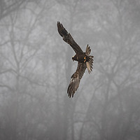 Buy canvas prints of Marsh Harrier in the Mist by Miles Watt
