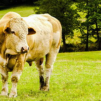 Buy canvas prints of My friend the young Charolais bull by Stephen Robinson
