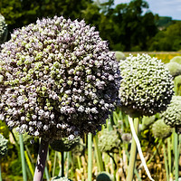 Buy canvas prints of Naturally growing vegetable allium flowers, UK by Stephen Robinson