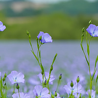Buy canvas prints of Three pretty blue flax flowers in an English field by Stephen Robinson