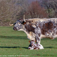 Buy canvas prints of An English Longhorn cow with her newborn calf  by Stephen Robinson