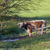 Buy canvas prints of A cow standing on top of a lush green field by Stephen Robinson
