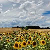 Buy canvas prints of Sunflowers in Kent by robin whitehead