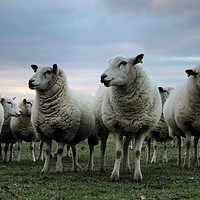 Buy canvas prints of Ewe Beautiful Lambs by robin whitehead