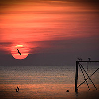 Buy canvas prints of Seagull in the Sunset by robin whitehead