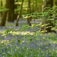 Buy canvas prints of The Bluebell Woods at Arlington Sussex by robin whitehead