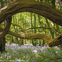 Buy canvas prints of Spring in Woodland by robin whitehead