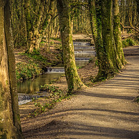 Buy canvas prints of Tehidy Woods  by craig parkes